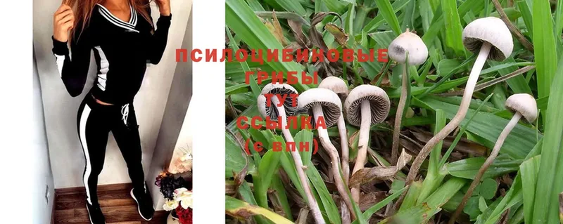 Псилоцибиновые грибы Psilocybine cubensis  Знаменск 